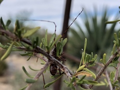 Aethecerinus latecinctus