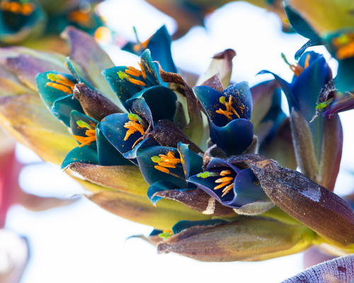 Puya berteroniana