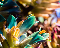 Puya × berteroniana, photograph Nicolás Villaseca Merino, CC BY-SA, iNaturalist via GBIF