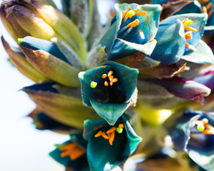 Puya × berteroniana, photograph Nicolás Villaseca Merino, CC BY-SA, iNaturalist via GBIF