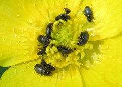 Brassicogethes aeneus