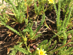 Ivesia lycopodioides