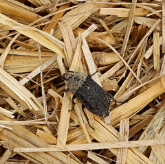 Thanatophilus lapponicus