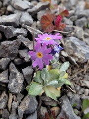 Primula laurentiana