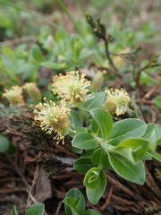 Salix glauca callicarpaea