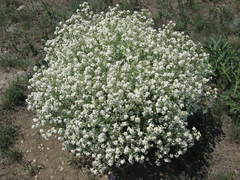 Crambe aspera