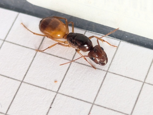Camponotus fedtschenkoi