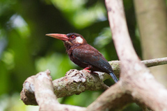 Galbalcyrhynchus leucotis