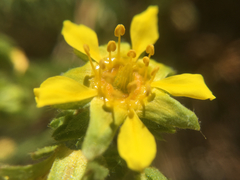 Ivesia lycopodioides