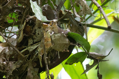 Xiphorhynchus guttatus