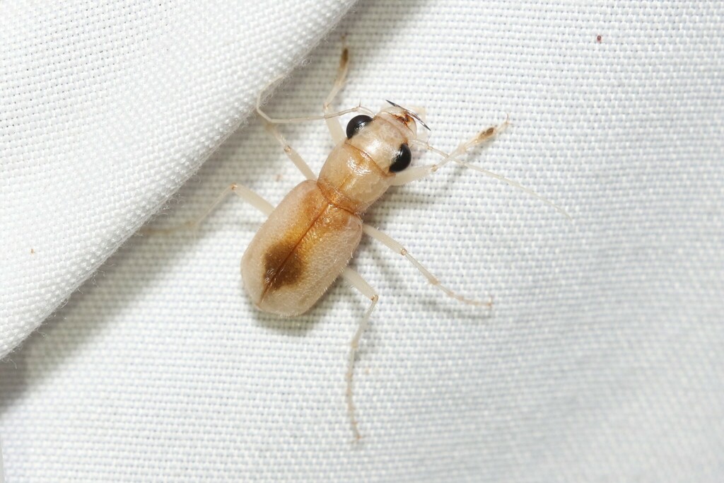Phaeoxantha nocturna