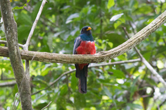 Trogon melanurus