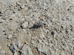 Cicindela haemorrhagica