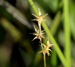 Carex echinata echinata