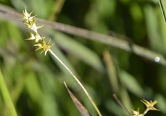 Carex echinata echinata