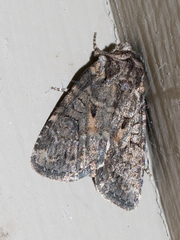 Trichordestra legitima