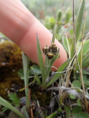 Antennaria pulcherrima