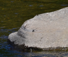 Phanogomphus quadricolor