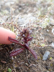 Pedicularis flammea
