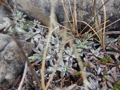 Antennaria alpina