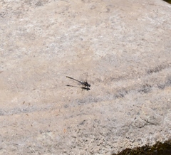 Phanogomphus quadricolor