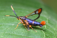 Synanthedon richardsi