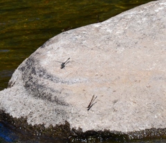 Phanogomphus quadricolor