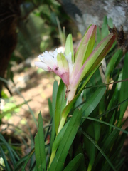 Isochilus chiriquensis