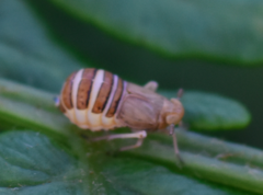 Ditropis pteridis