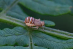 Ditropis pteridis