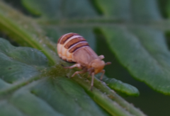 Ditropis pteridis