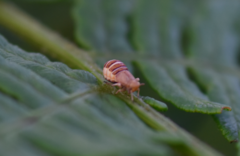 Ditropis pteridis