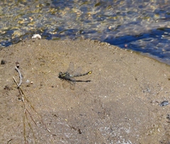Phanogomphus quadricolor