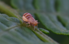 Ditropis pteridis