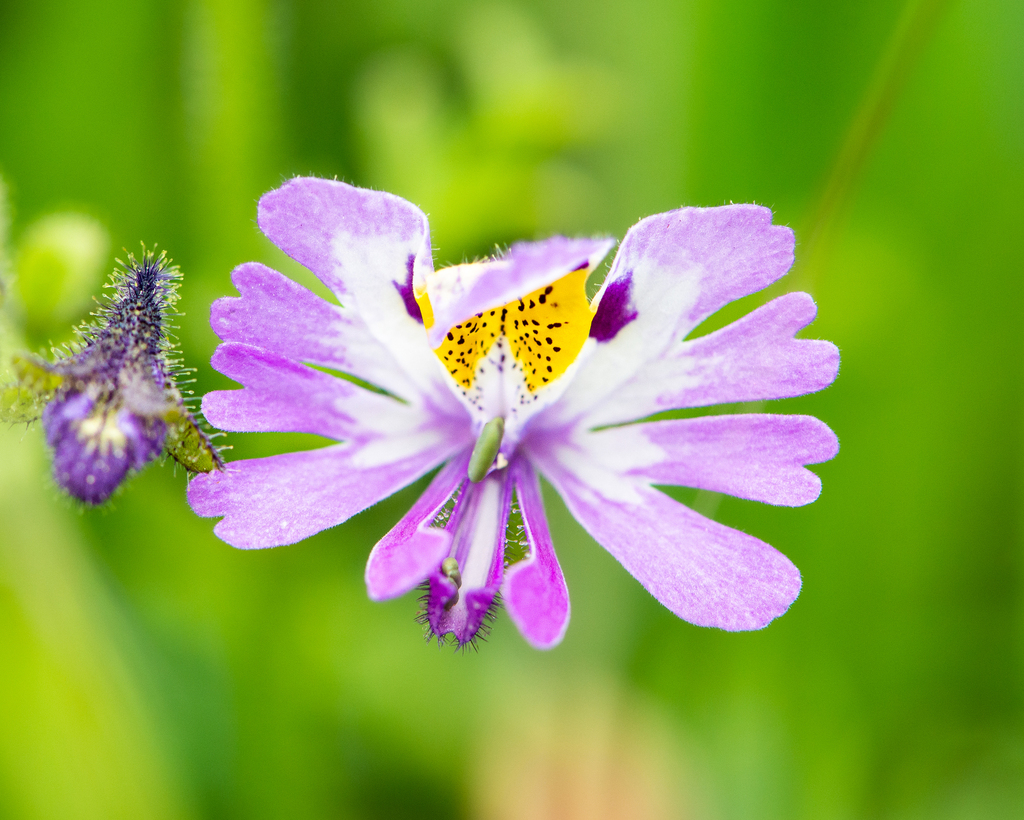Schizanthus porrigens; photograph Nicolás Villaseca Merino, CC BY-SA, iNaturalist via GBIF