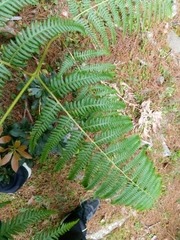Pteridium revolutum