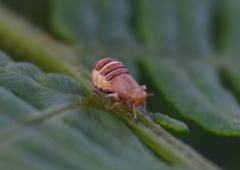 Ditropis pteridis