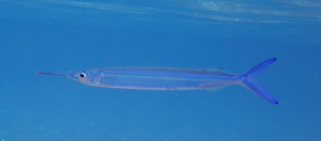 Red Sea Halfbeak