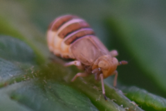 Ditropis pteridis