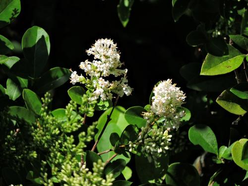 Ligustrum ovalifolium