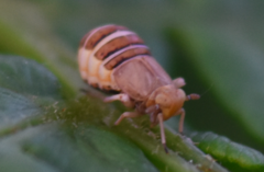 Ditropis pteridis