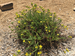 Ivesia lycopodioides