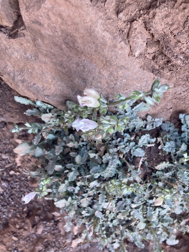 Dandelionleaf Sage