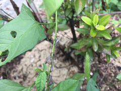 Acanthocoris sordidus