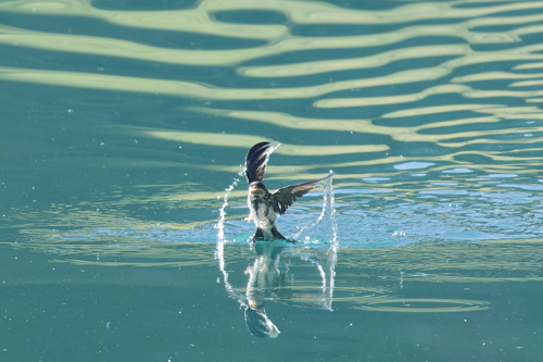 Avión común occidental (Delichon urbicum)