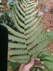 Pteridium revolutum