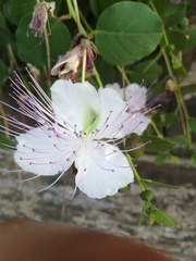 Capparis