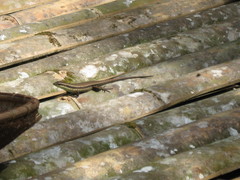 Eutropis rudis
