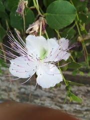 Capparis