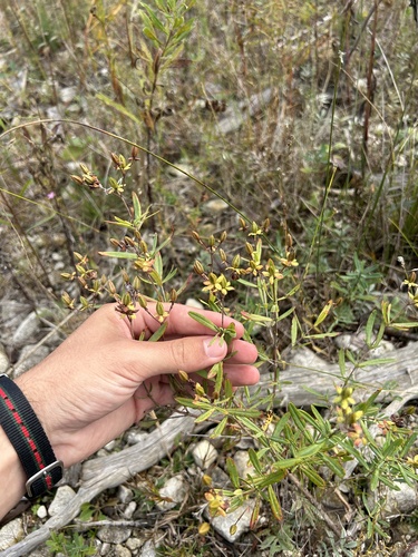 Image of Hypericum kalmianum by (c) Henrique Pacheco, some rights reserved (CC BY)